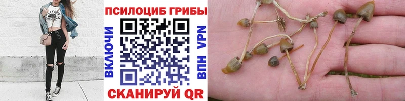 Галлюциногенные грибы GOLDEN TEACHER  Купить  Севск 